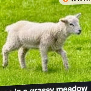 To all the sheep out there